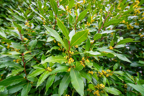 Laurus nobilis, branch with leaves, herb or spice